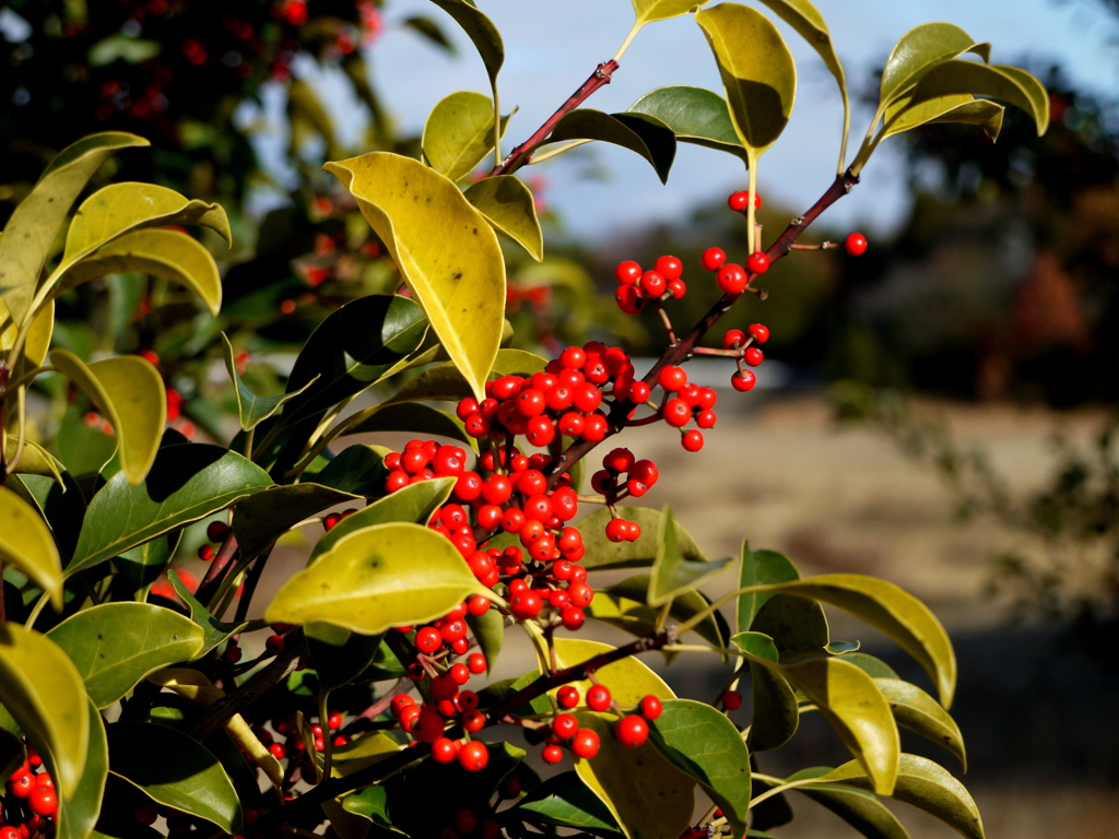 この実なんの実・実になる実～見たことも無い実ですから～～～♪♪