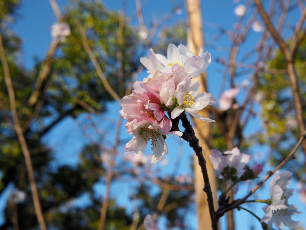 お散歩写真１