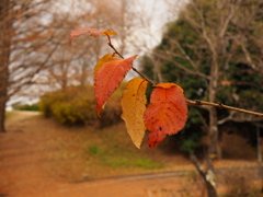 お散歩写真②
