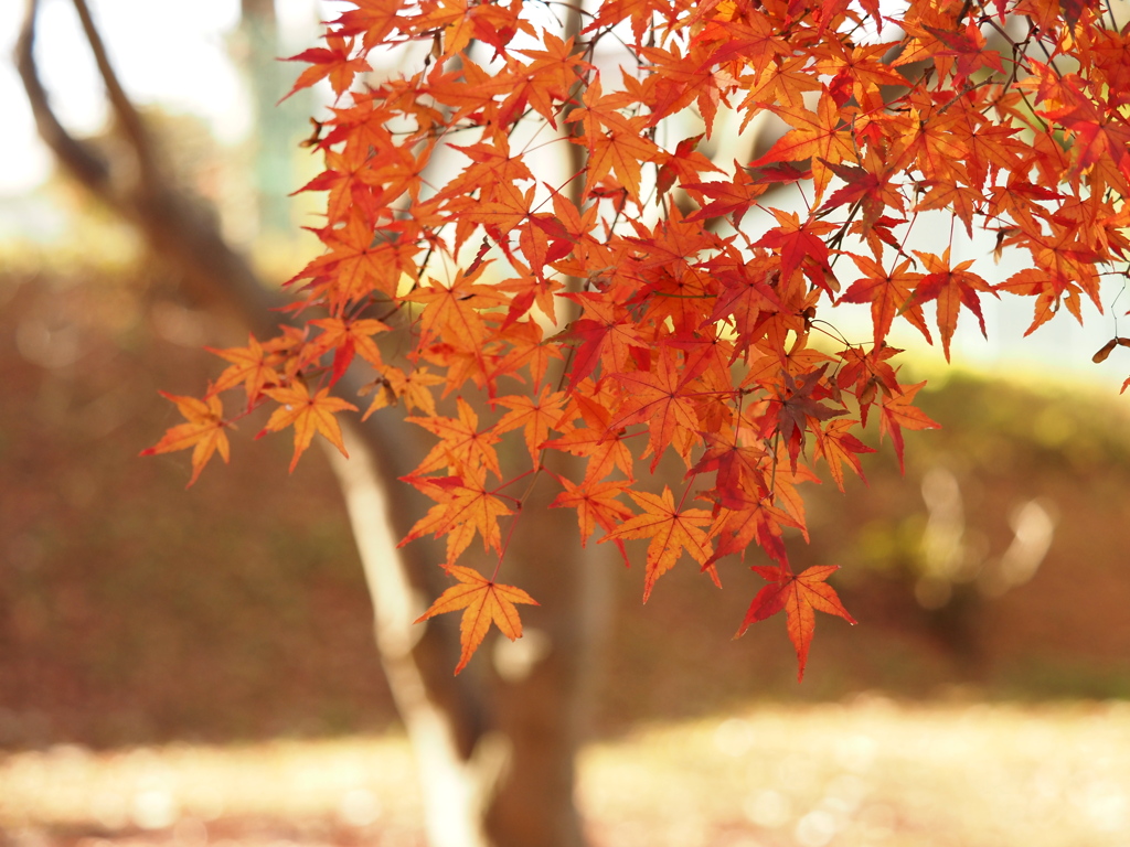 残り物の紅葉