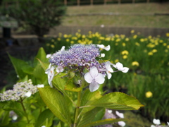 紫陽花の咲く水辺