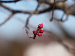 もう少しかな。