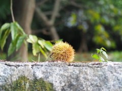 季節は秋に⑥