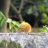 季節は秋に⑥