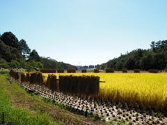 我が街の里山２