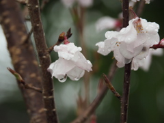 優しい雨