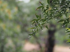 雨の朝