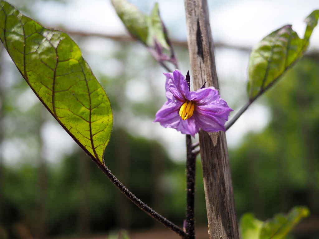 ナスの花咲きました。