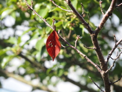 お散歩写真