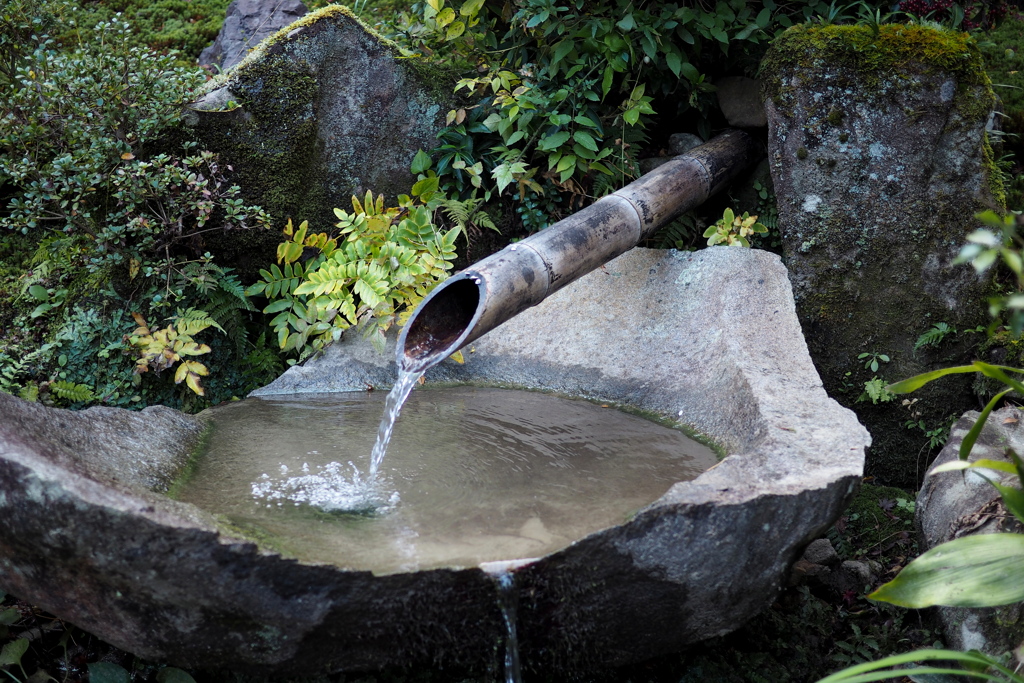 日本の庭。