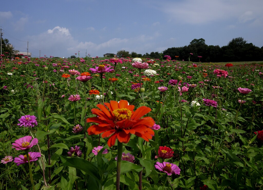 愛知牧場のお花達
