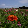 愛知牧場のお花達