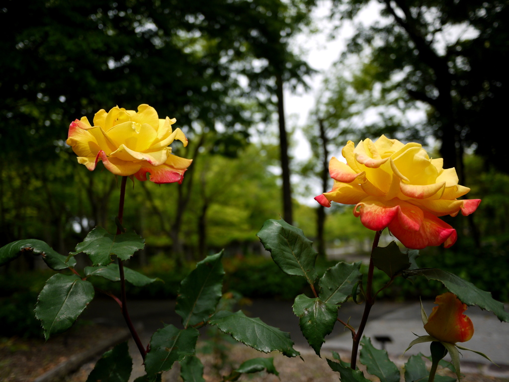 お散歩写真３