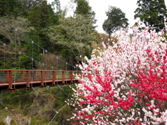 根羽村にて