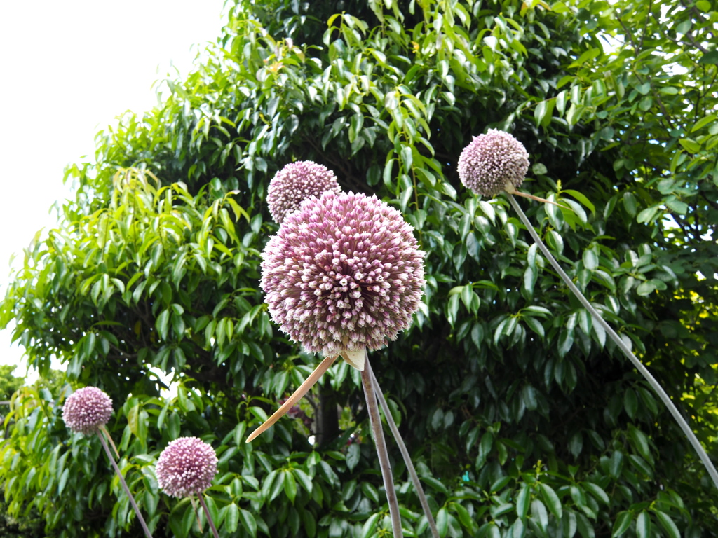 西山公園にて－３