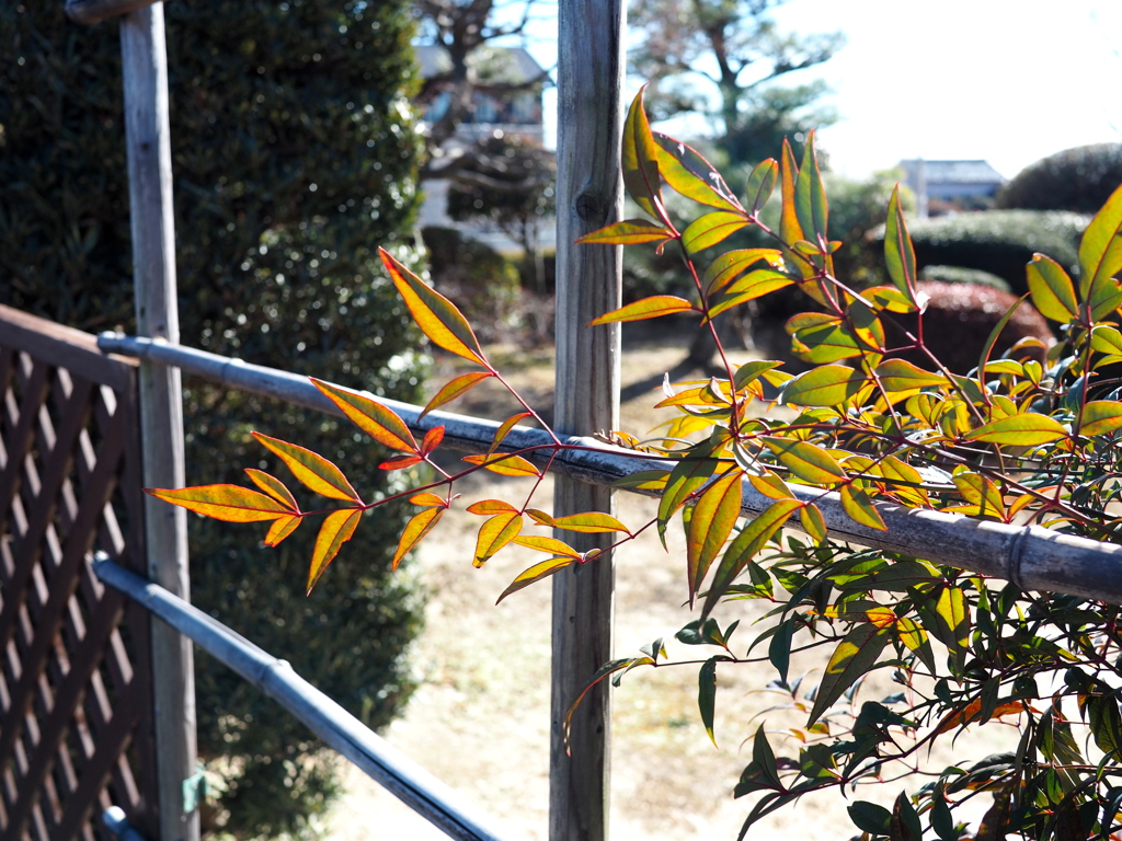 お散歩写真。
