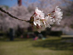 桜も終わりです。