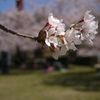 桜も終わりです。