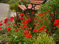 公園の赤い花