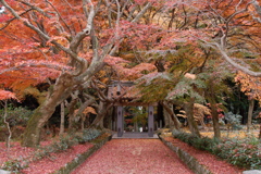 彼岸花の次は２