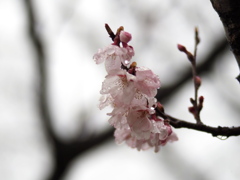 雨でも頑張る。