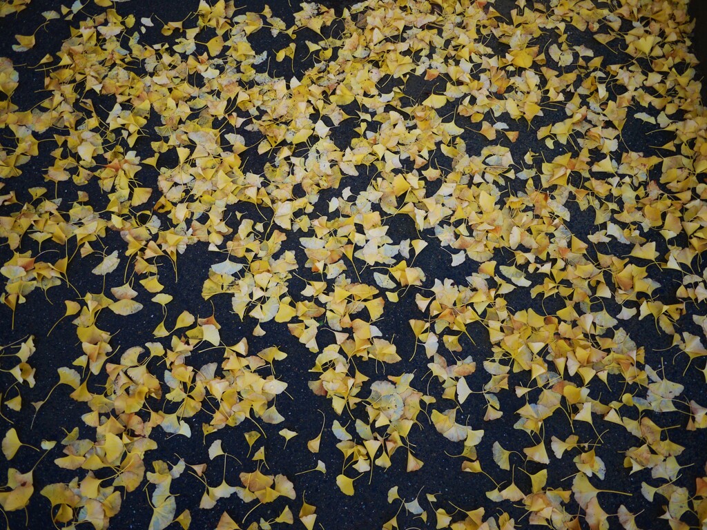 道場の落ち葉。