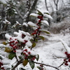 雪の朝。