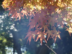 早くも