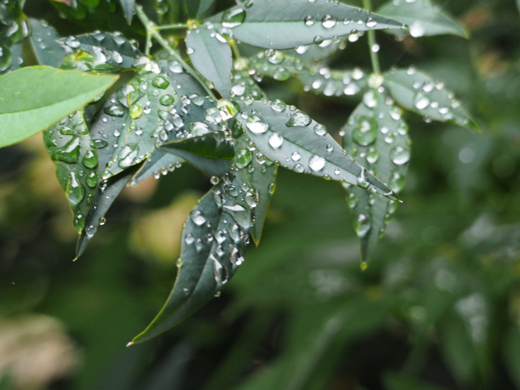 夜中に雨が降ったようですね。