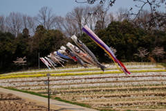 鯉のぼりの季節。