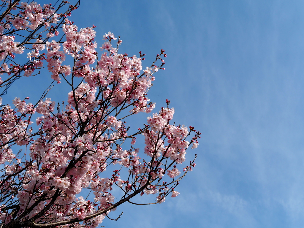 雨が降る前に①