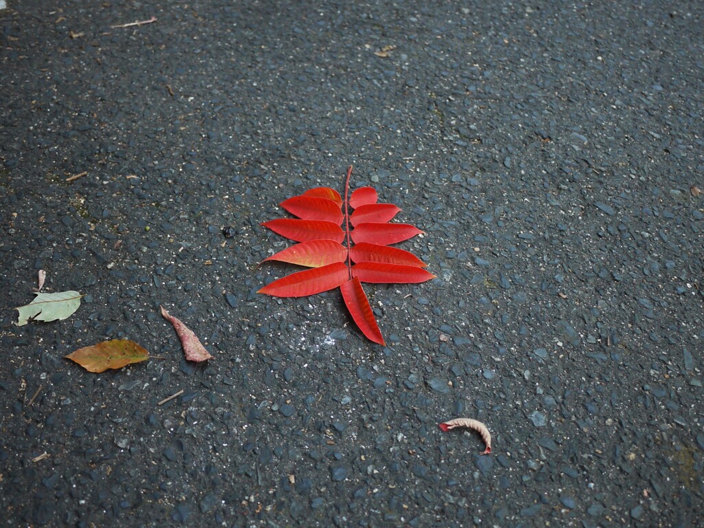 お散歩写真館１