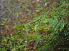 雨上がりの朝
