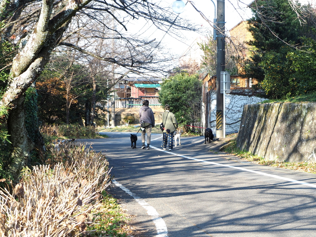 愛犬とお散歩