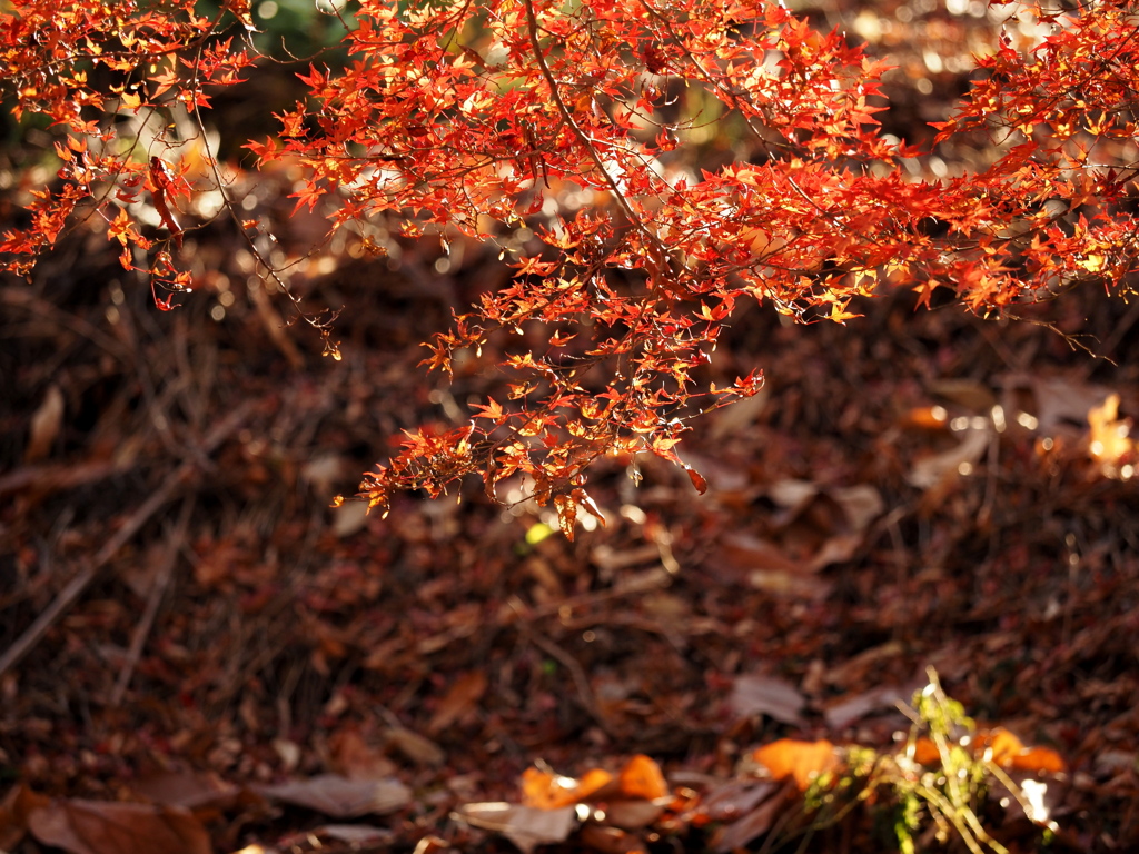 紅葉