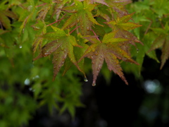 雨の日もまた楽しい。