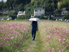 コスモス畑にて コスモス畑にて
