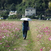 コスモス畑にて