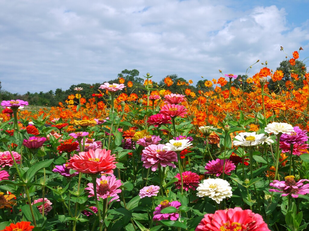 花畑。