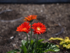 可愛らしいオレンジ色の花。