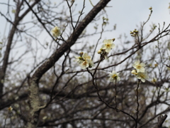 咲き始めました。