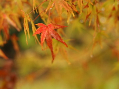 雨の止み間に③