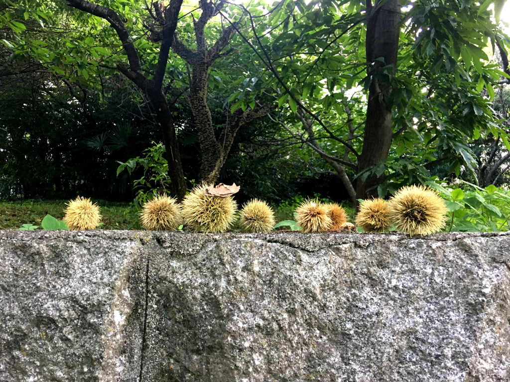 お散歩写真