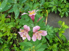 雨に咲く