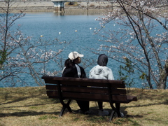 桜を見ながらひと休み