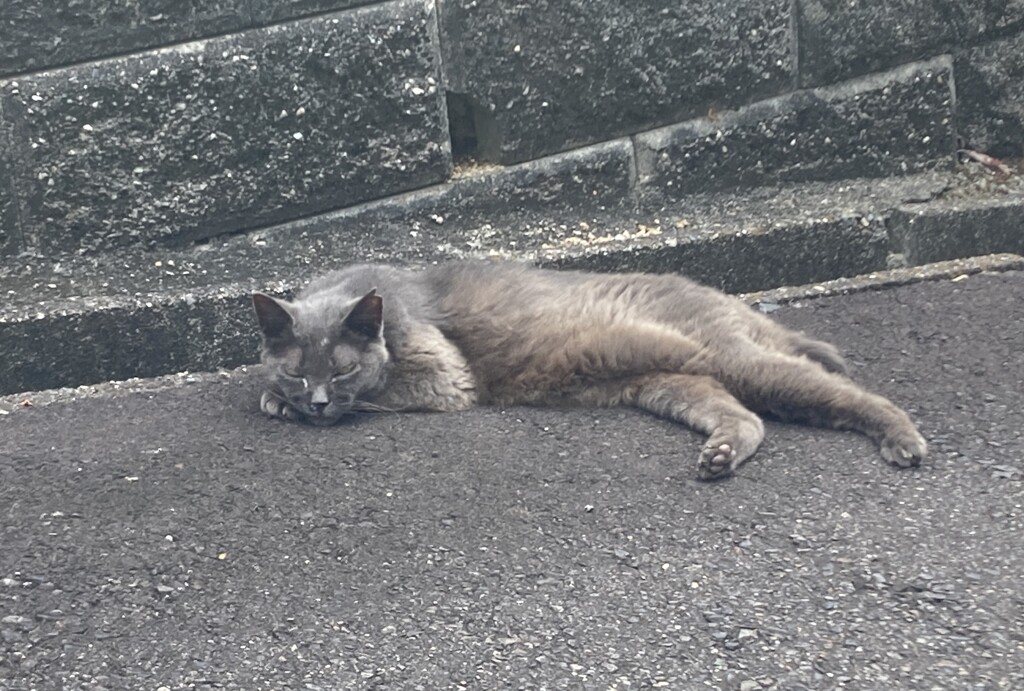 ぐったり猫