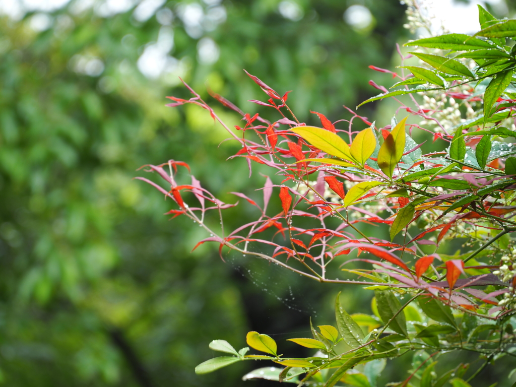 雨の日は定点撮影。