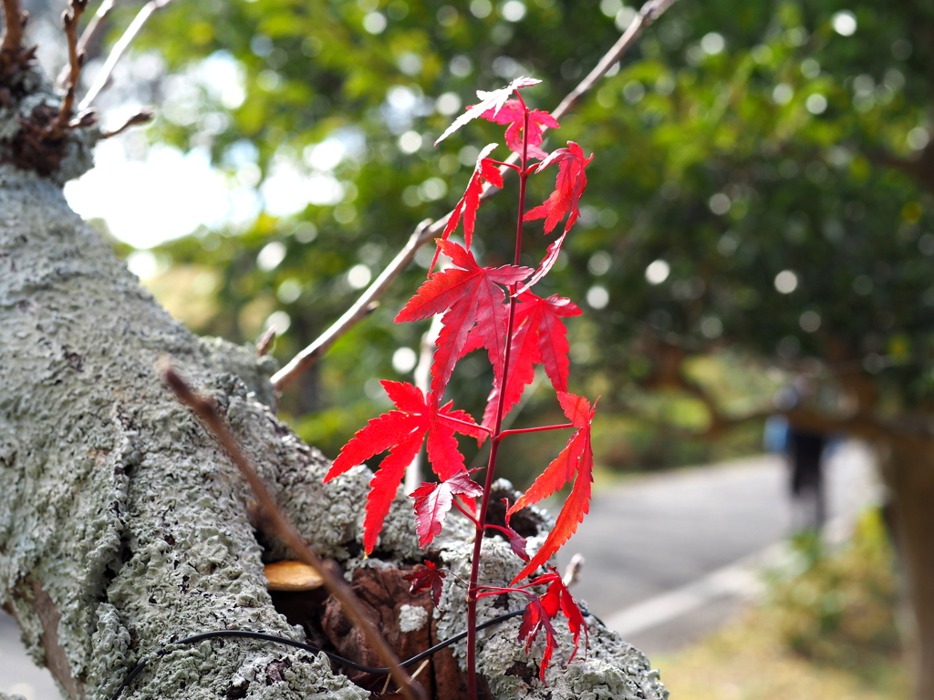 小さな紅葉