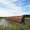 田舎の光景