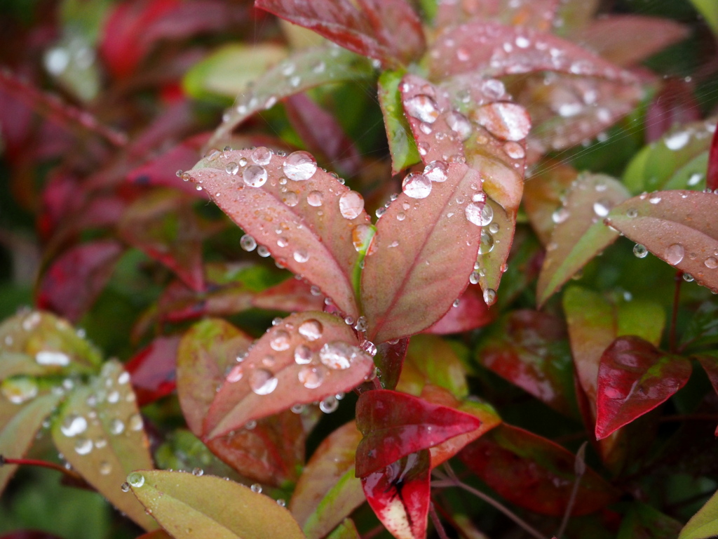 お散歩写真